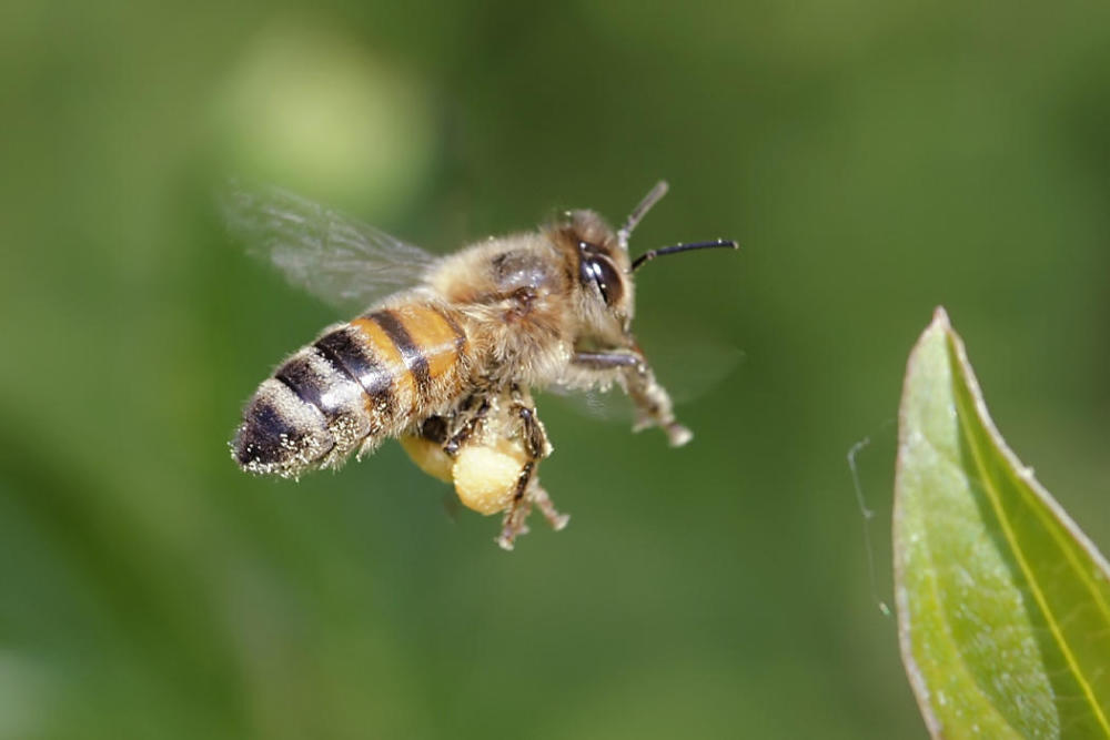 风能、蜜蜂与蜂字的词汇探讨