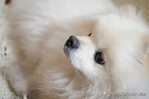 手破摸狗毛会感染狂犬病吗？——真相解析与误区揭示