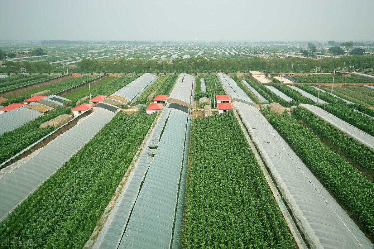 邯郸市农业现代化建设步伐稳健，新质生产力邯郸行