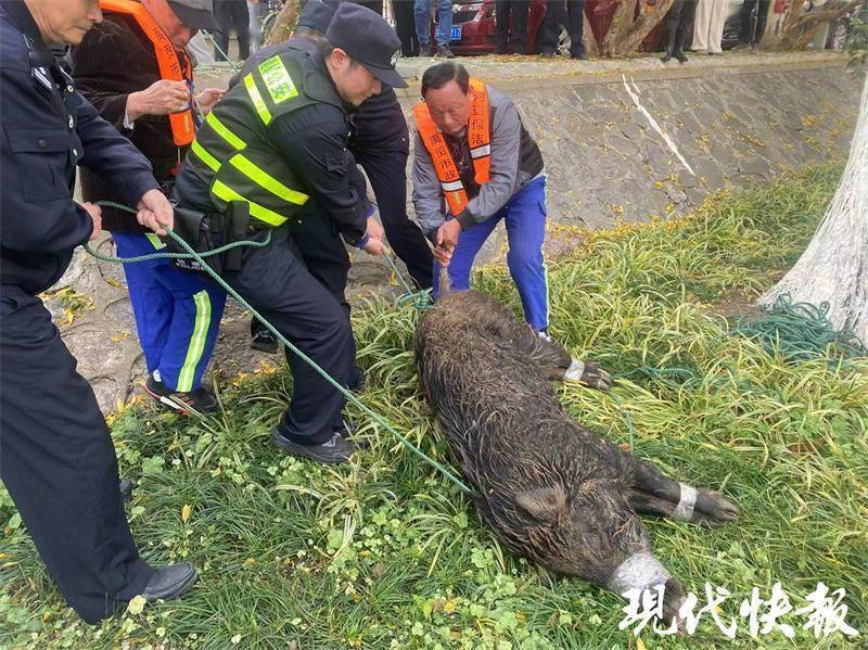 南京城市生态管理的成功案例，累计调控野猪达356头