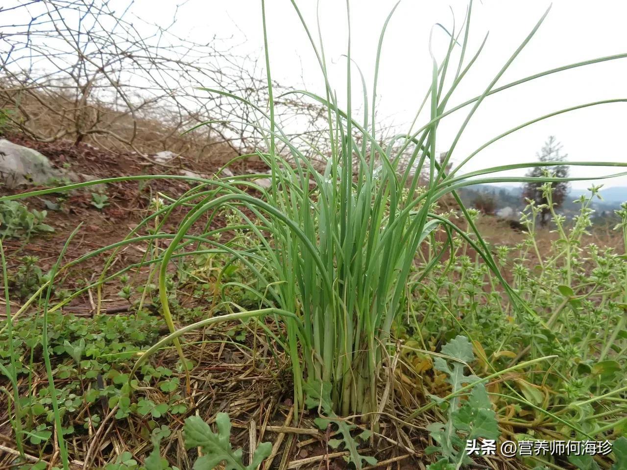 生态灵芝采收季节忙不停歇