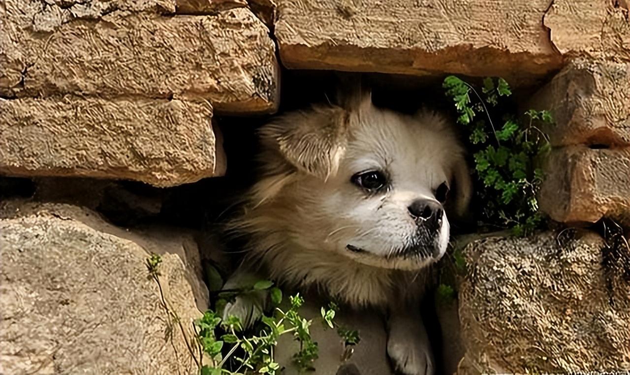 本地土狗土松犬，从被忽视到身价上万，逆袭之路揭秘