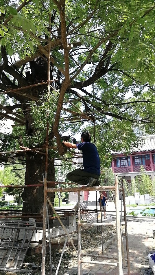 滨州市古树名木抢救复壮项目启动，守护绿色生态遗产，再现生态之美