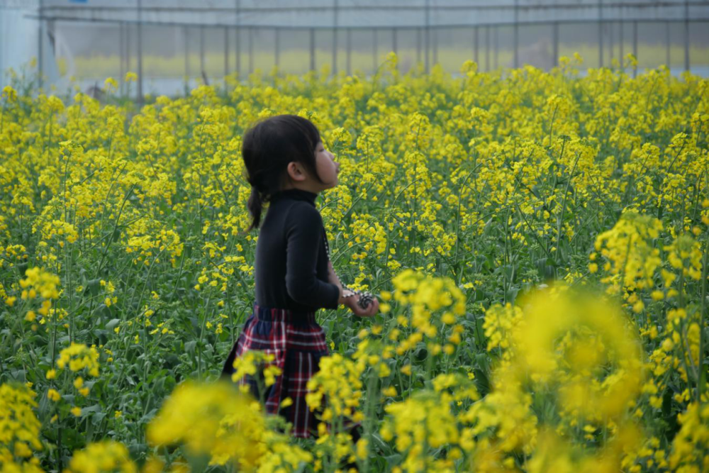 舟溪镇舟南村，种迟菜迎早富的希望田野