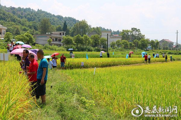 西秀区新场乡试点旱稻种植，探索产粮新路