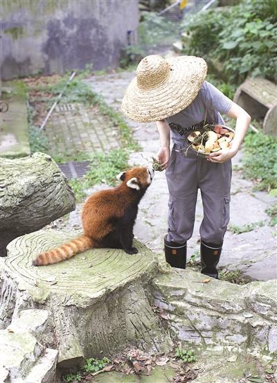 杭州小熊猫幼崽的成长之旅，五个月的生活点滴与城市的温暖期待