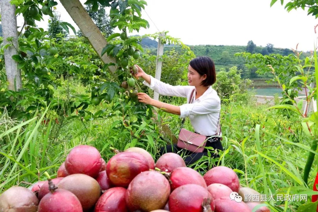 黔西市林泉镇百香果丰收上市，喜悦与产业繁荣共融