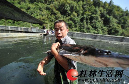 普定生态鲟鱼进军东南亚市场