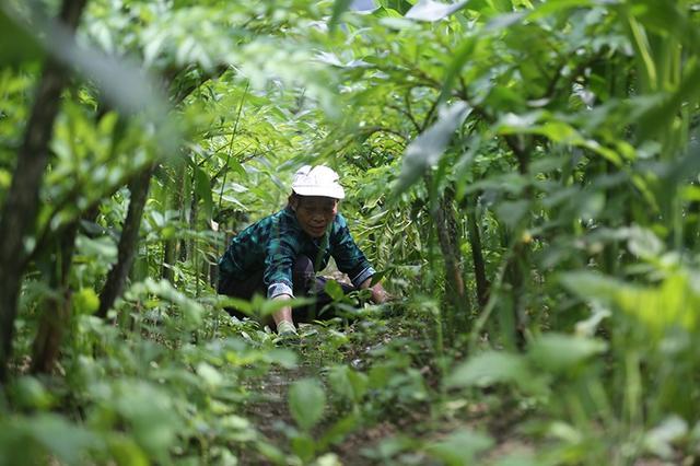 北碚区魔芋种质资源利用助力农业现代化，图片新闻纪实