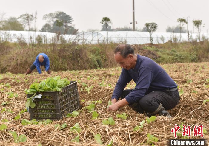 湖南安乡稻稻菜轮作模式，冬闲田变增收田的新篇章探索