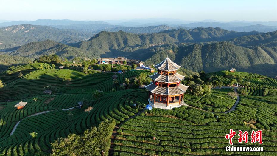 广西侗乡，茶旅融合吸引游客纷至沓来