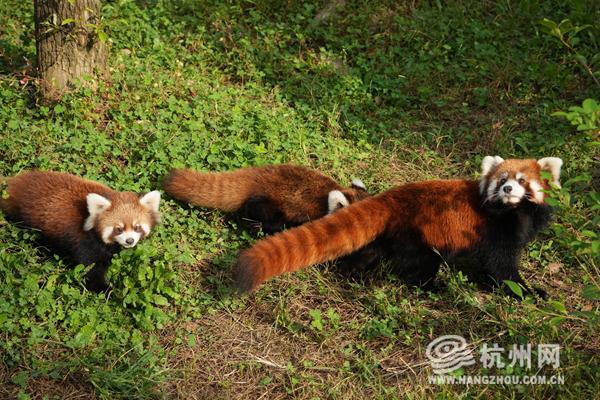 杭州小熊猫幼崽的成长之旅，五个月的美好时光与市民的温馨陪伴