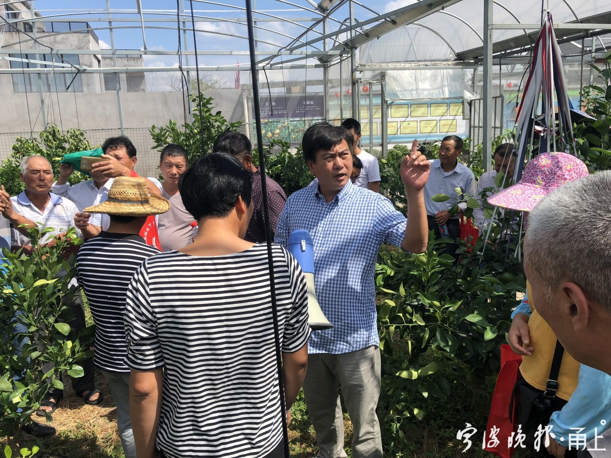 宁波象山晓塘红美人柑橘，秋之甘甜的全面采摘体验